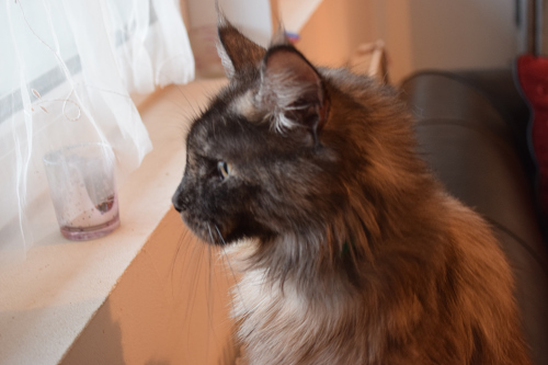 chat-1-cat-zen-ppresentation Chat qui regarde par la fenetre